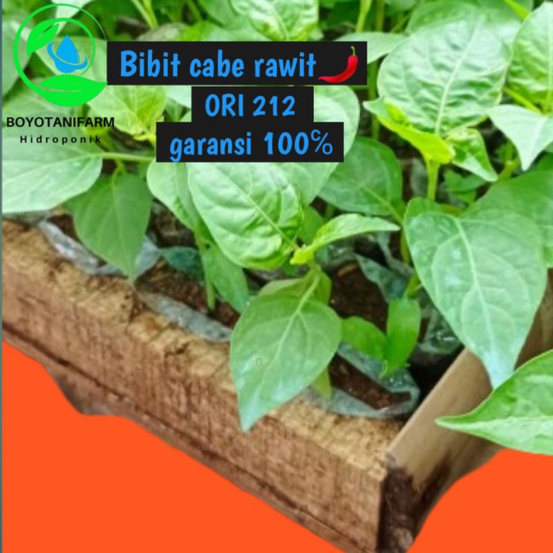 Bibit cabe rawit Ori 212