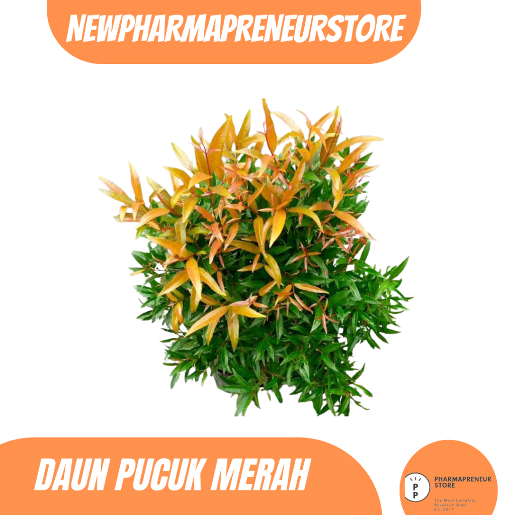 

DRIED SERBUK DAUN PUCUK MERAH BEST QUALITY