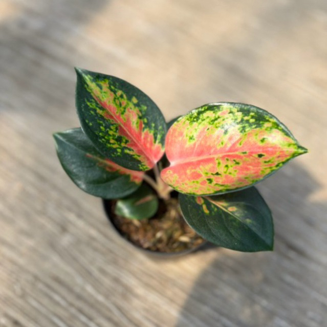 Tanaman Hias Aglaonema Kochin Brownies Roset cantik