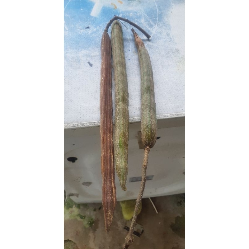 

klentang / buah kelor , petik pohon