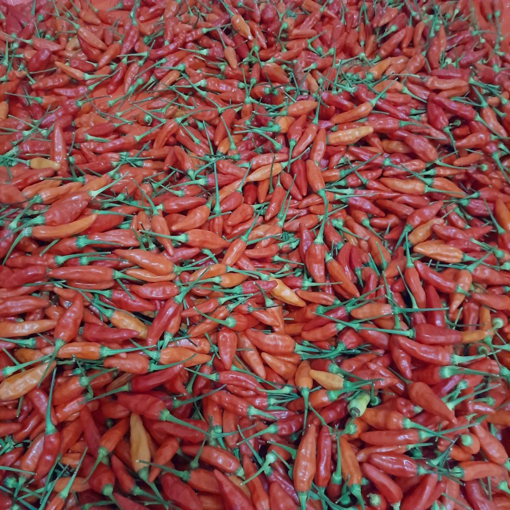 

Cabe Rawit Merah Pedas Fresh Baru Dipetik 1 KG, 500 Gr, 250 Gr