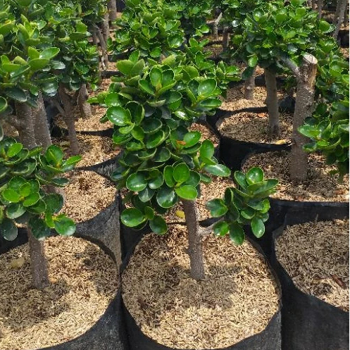 Tanaman Hias Beringin Dolar Mikro / Dollar Micro - Dolar Mangkok