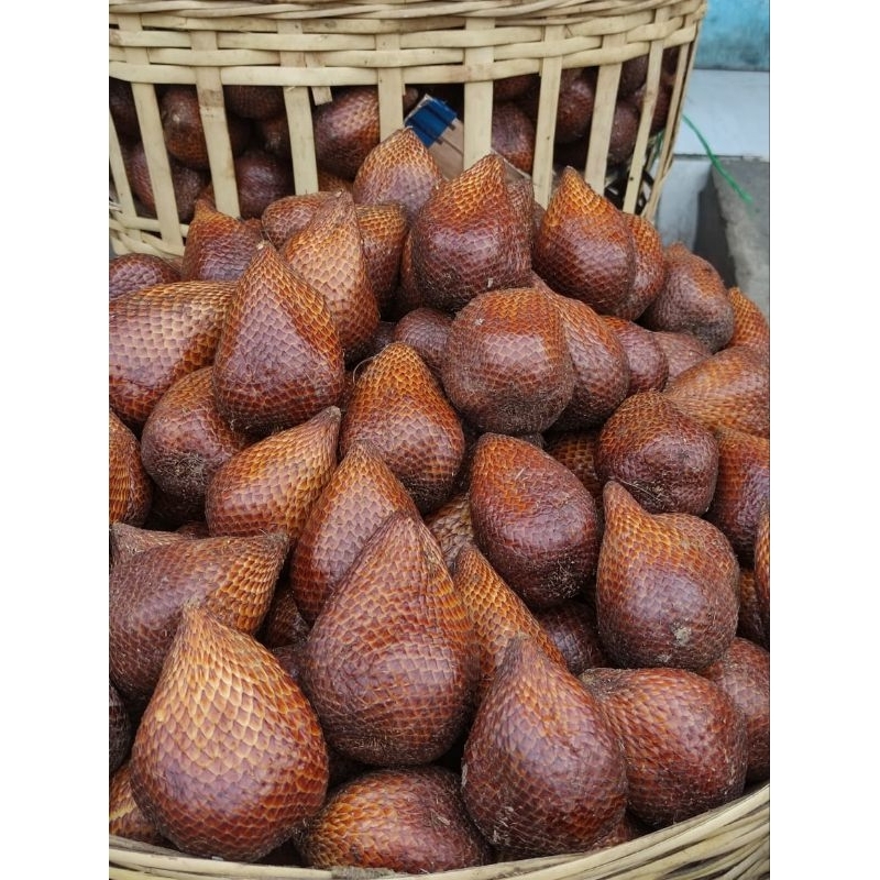 

SALAK PONDOH