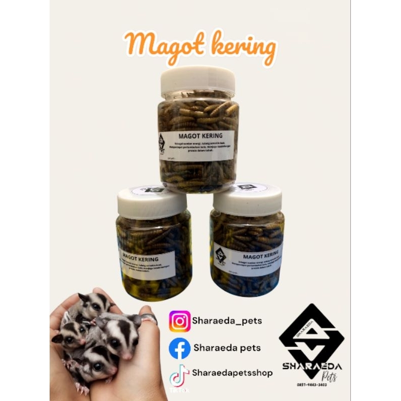 magot kering