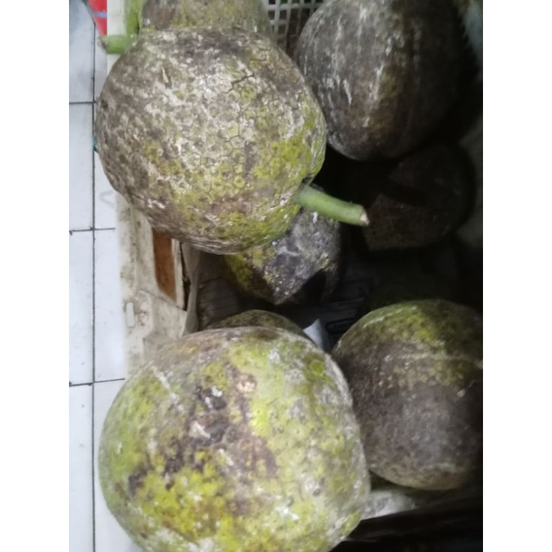 

BUAH SUKUN SEGAR
