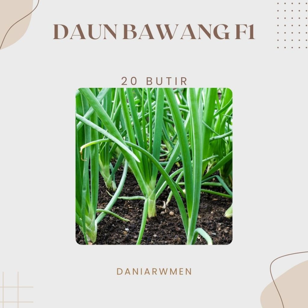 Biji Benih Daun Bawang Unggul F1 Tahan Hama Penyakit