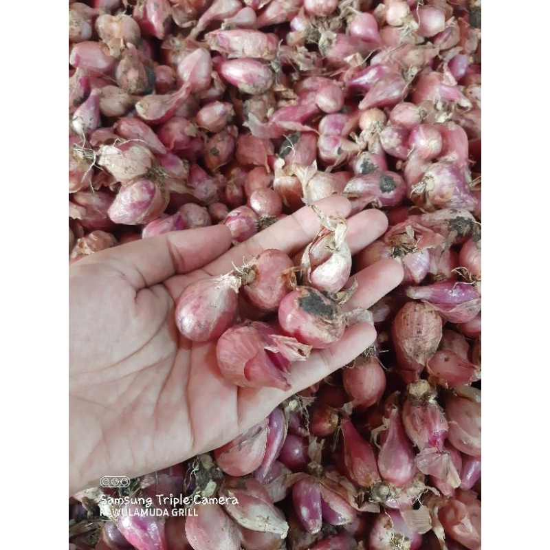 

BAWANG MERAH BAWANG MERAH KEDIRI BAWANG MERAH JAWA 1/2KG