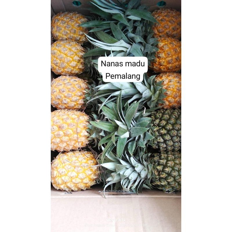 

nanas madu pemalang perbuah