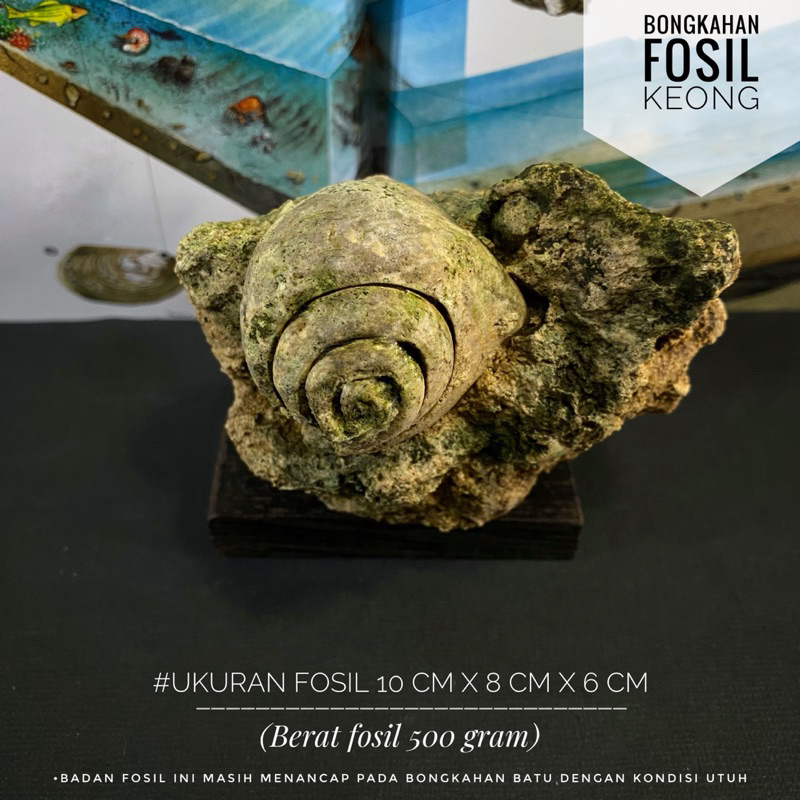 Bongkahan Fosil Keong Natural B54 atau Fosil Gastropoda atau Fosil Kol Buntet Alam atau Fossil Temua