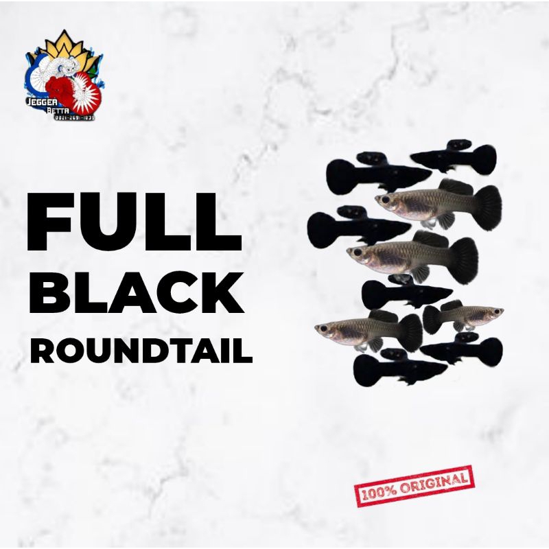 Stuker Guppy Full Black Round Tail / hiasan aquarium