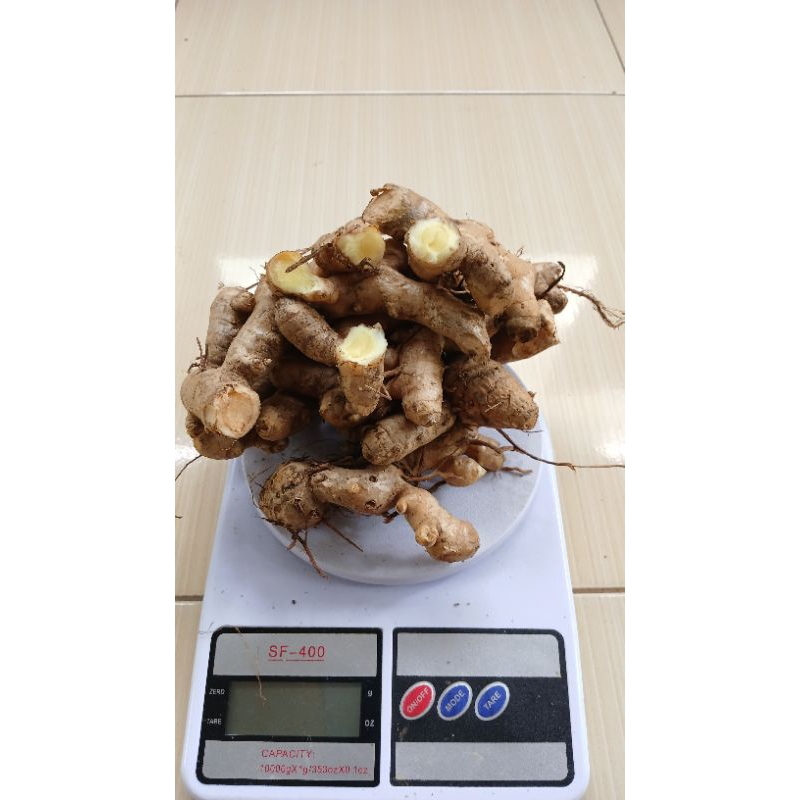 

KUNYIT MANGGA SEGAR 1KG (TEMU MANGGA SEGAR ZEDOARIA)