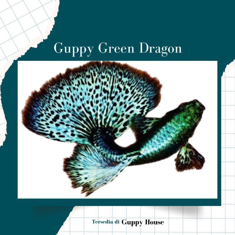 Hiasan Aquarium Paketan 5 Pair Juve Guppy Green Dragon