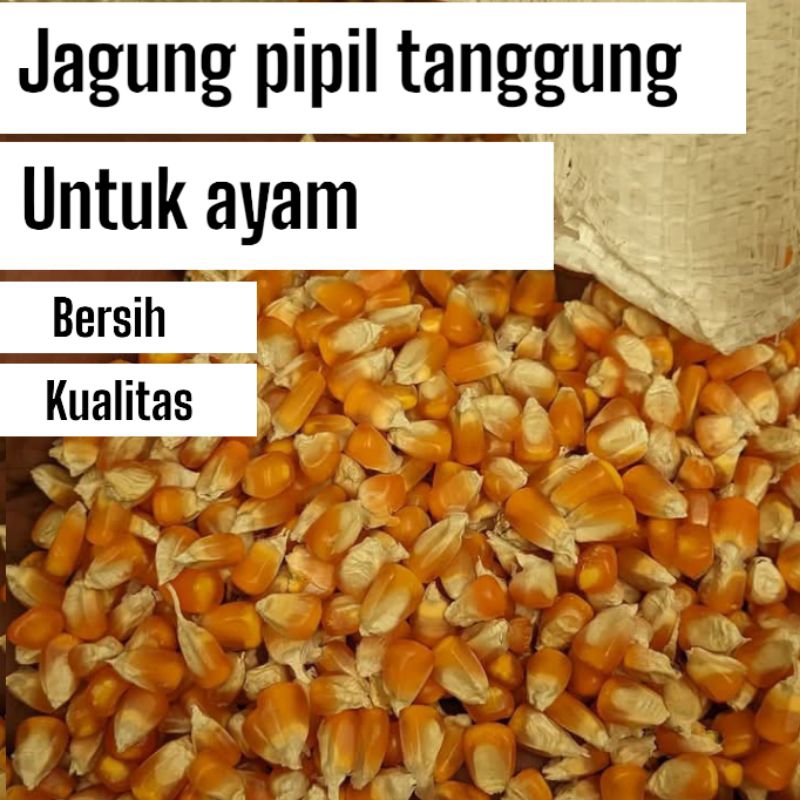 

jagung tanggung pakan ayam Rp10000