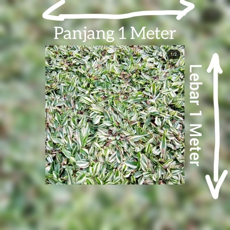 Murah Rumput gajah mini varigata 1×1 Meter
