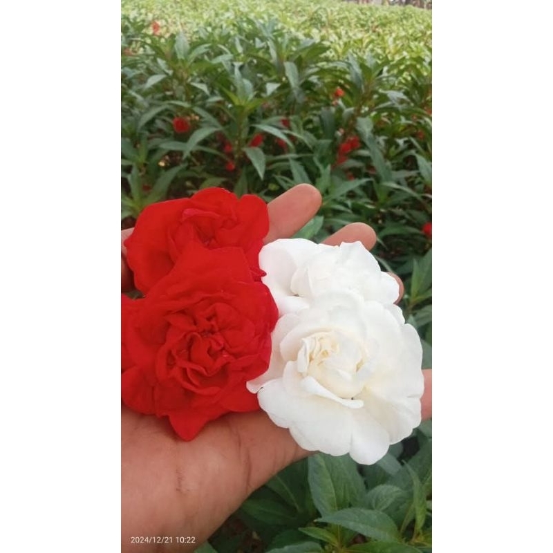 300 bibit biji bunga pacar air#pehong#merah mawar tumpuk besar