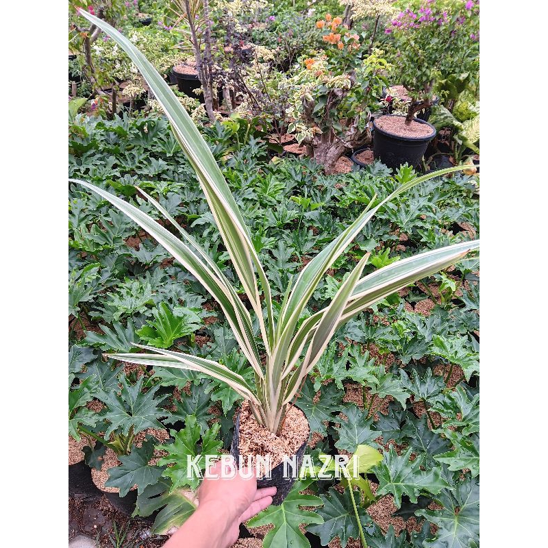 Tanaman Hias Pandanus Varigata | Pandan Putih | Tanaman Hias Murah