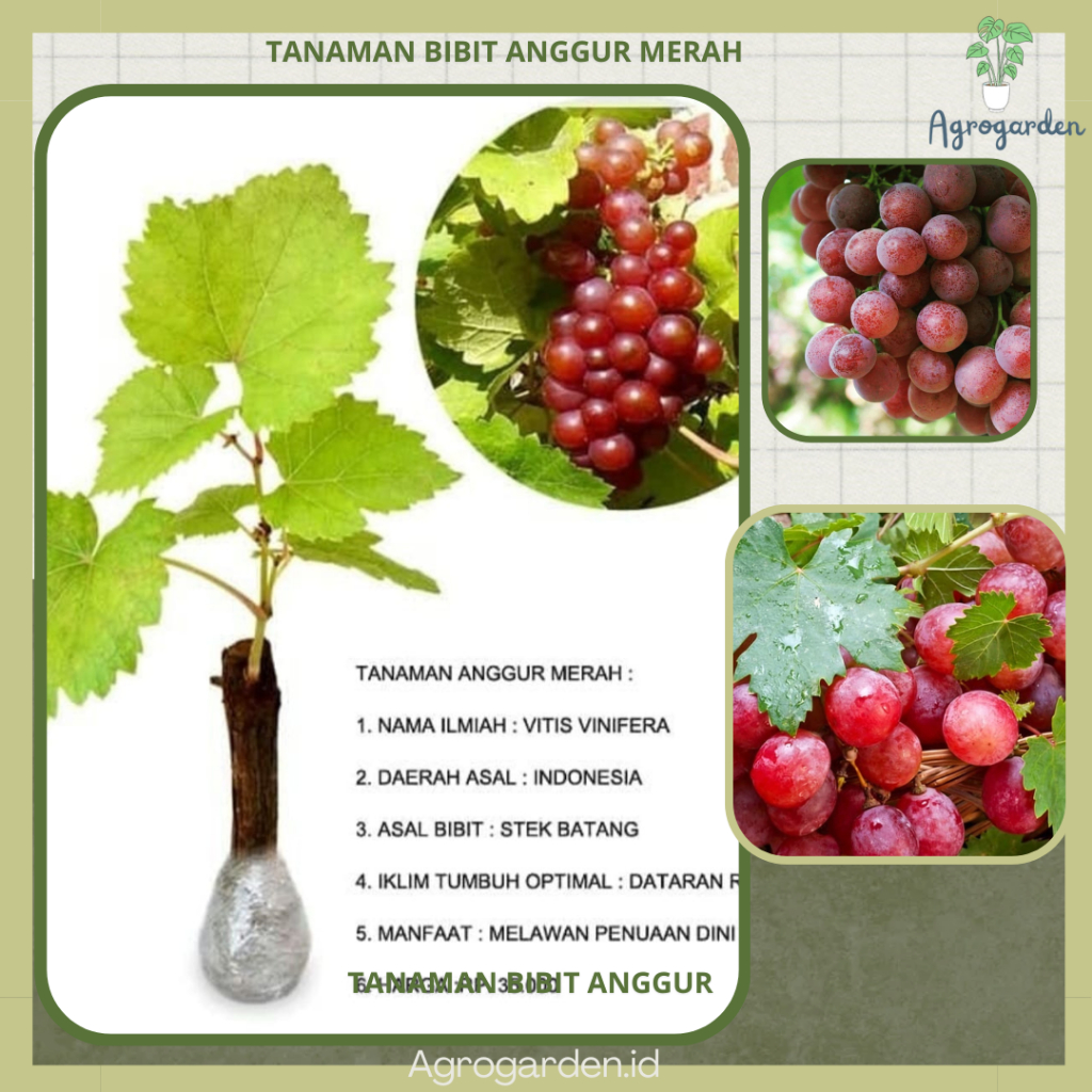 Bibit Tanaman Buah Anggur Merah - BIBIT ANGGUR MERAH MANIS CEPAT BERBUAH -  Bibit Tanaman Anggur Mer