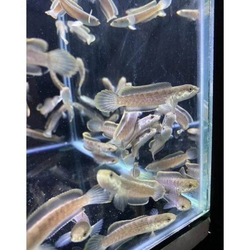 baby chana limbata size 5-10 cm rim tebal