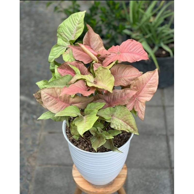 Syngonium Pink Robusta - tanaman hias syngonium pink robusta cantik murah besst seller