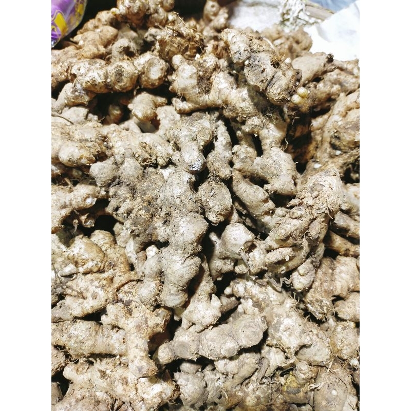 

Jahe segar - jahe emprit - wedang jahe - rempah dapur - jahe segar terjamin
