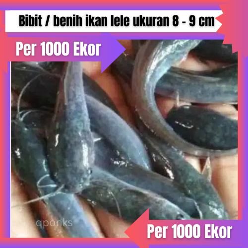 Bibit / benih ikan lele ukuran 8 - 9 cm per 1000 ekor