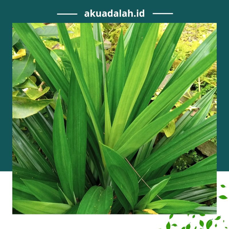 

Daun pandan segar harga per lembar