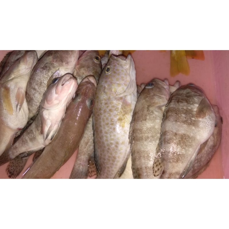 

IKAN KERAPU
