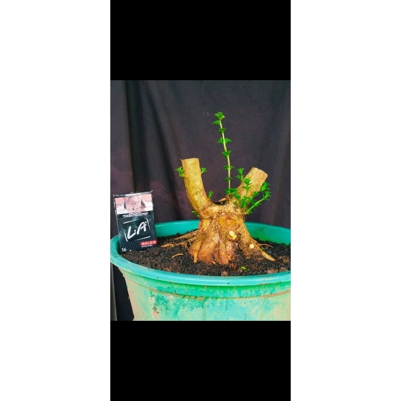 Bahan Bonsai Sancang Prokar Program Akar1