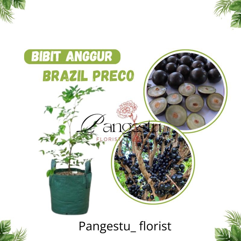 

Bibit Anggur Pohon Preco Jaboticaba