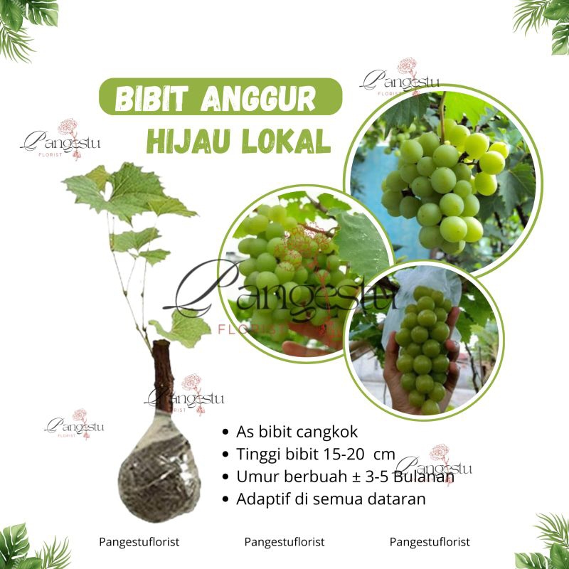 

Bibit Buah Anggur Hijau Lokal