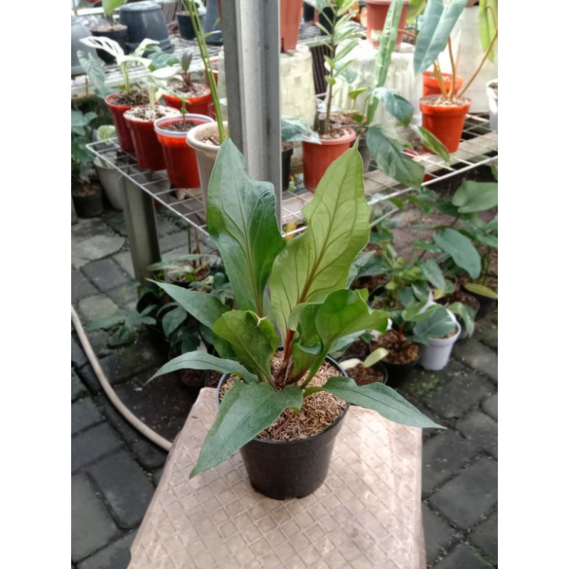 anthurium obor merah