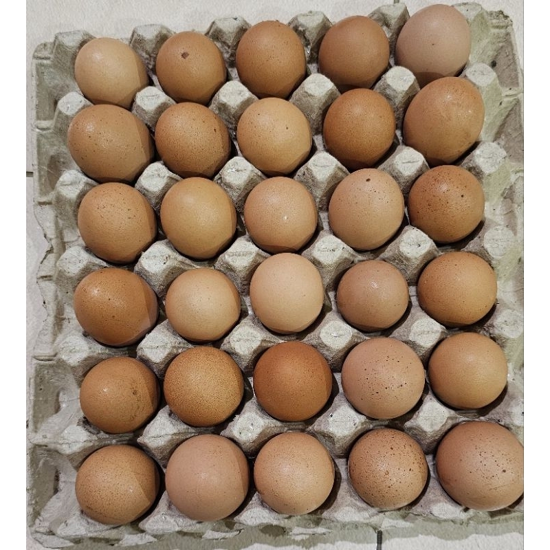 

Telur Ayam Negeri Fresh isi 8