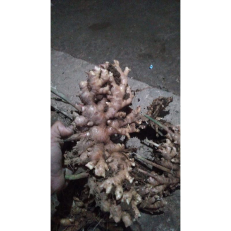 

jahe emprit pedas kwalitas terbaik 500g