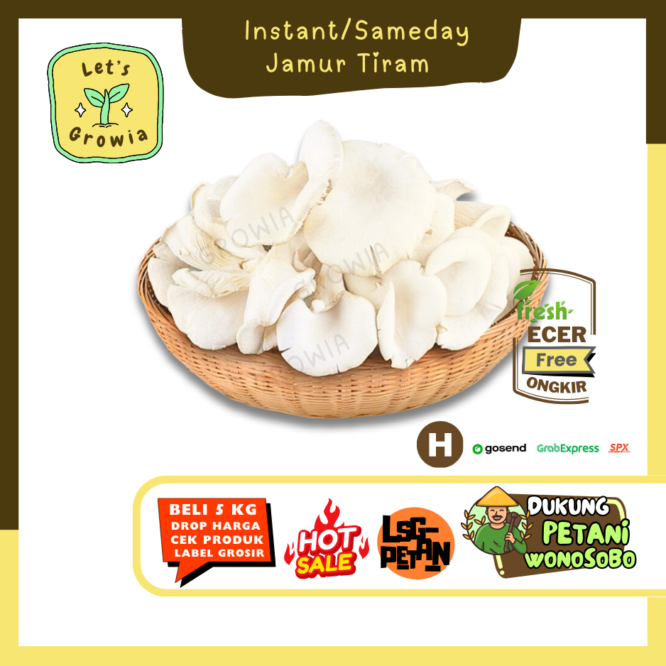 

Growia ||Jarum Tiram -- Hasil Petani Langsung Ecer Sayur Gunung (H)