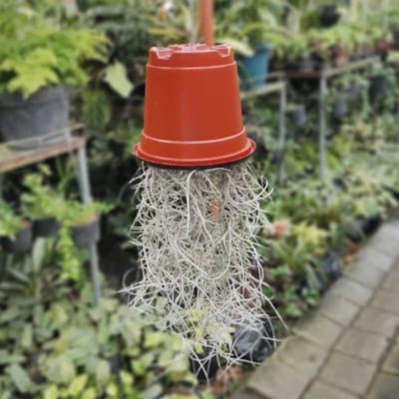 Tanaman hias Gantung Jenggot Musa