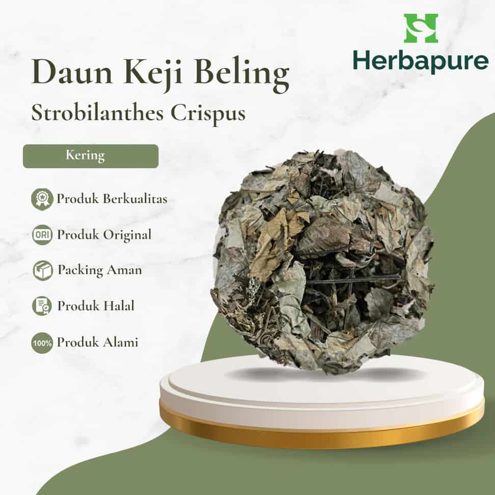 

Herbapure- Daun Kejibeling Kering Herbal Alami untuk Melancarkan Buang Air Kecil, Cegah Batu Ginjal & Teh Detoks Tubuh
