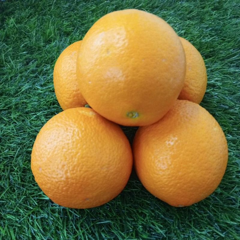 

Jeruk Navel 1kg