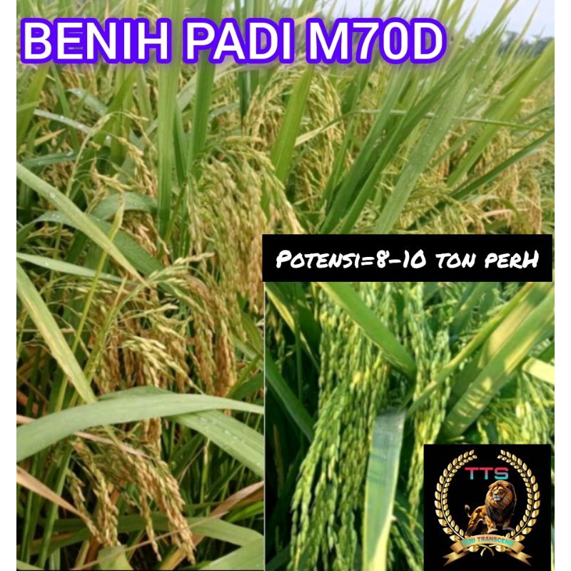 BENIH BIBIT PADI UNGGUL M70D KEMASAN 5KG KUALITAS UNGGUL
