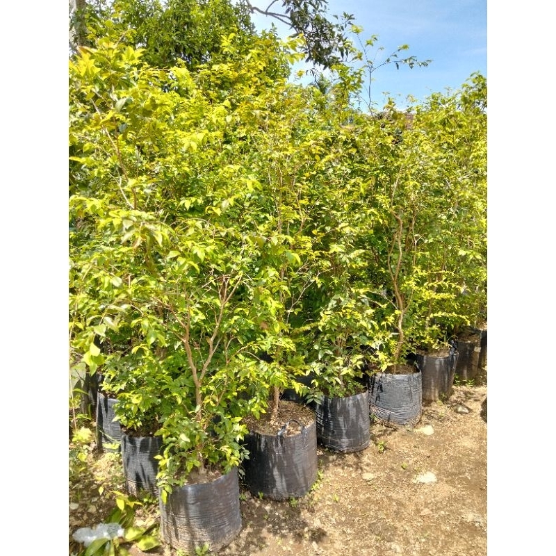 anggur brazil freco tinggi 2 meter