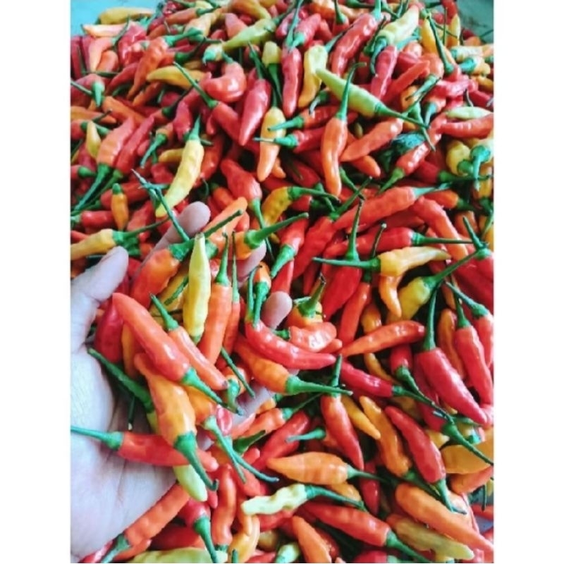 

cabe rawit merah original 1 kg