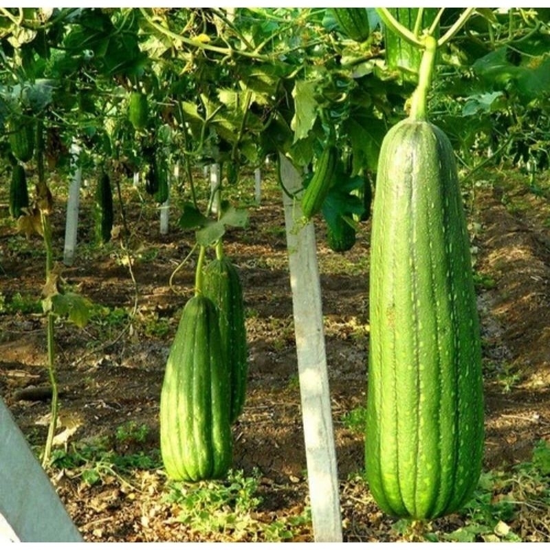 BENIH OYONG TAIWAN LUFFA 100 BIJI