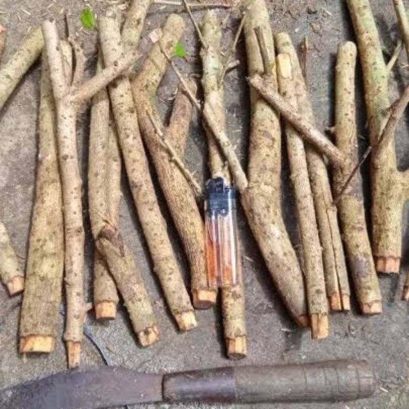 Stek batang hokiantea bunga isi 10 potong