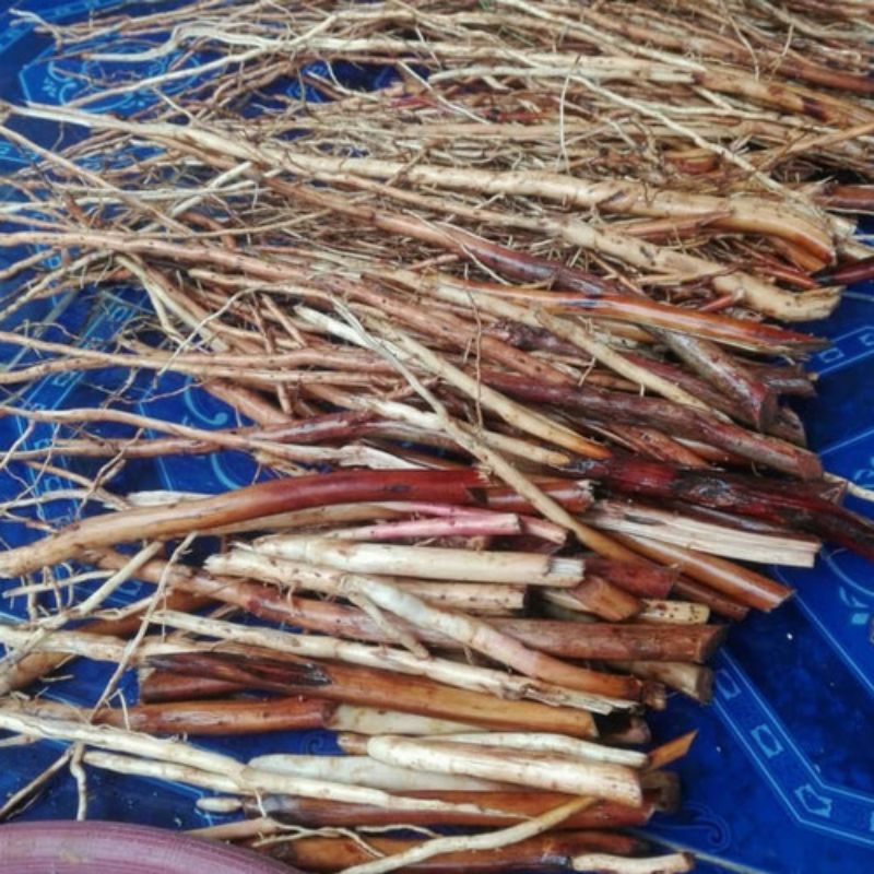 

akar pohon pinang fress berkualitas terbaik pilihan_akar Jambe/100gr