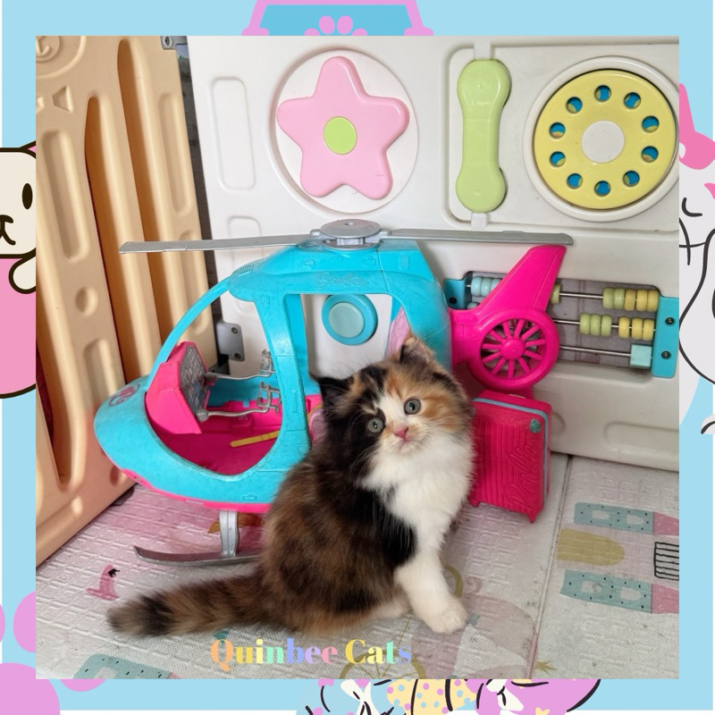 kucing Persia Flatnose Calico betina