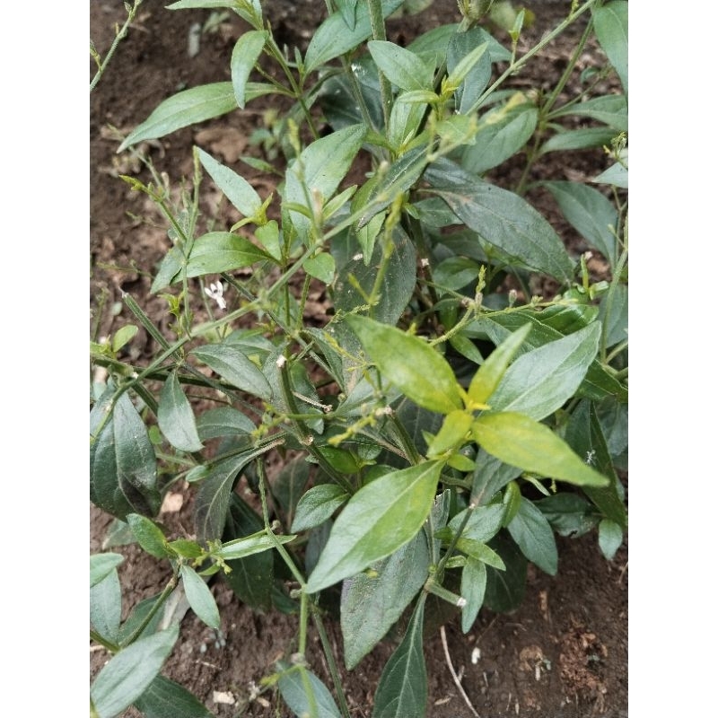 

daun sambiloto/samiloto fress 150gram