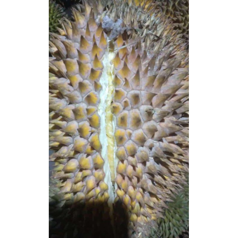 

PROMO Durian / Durian Matang Alami / Real Manis