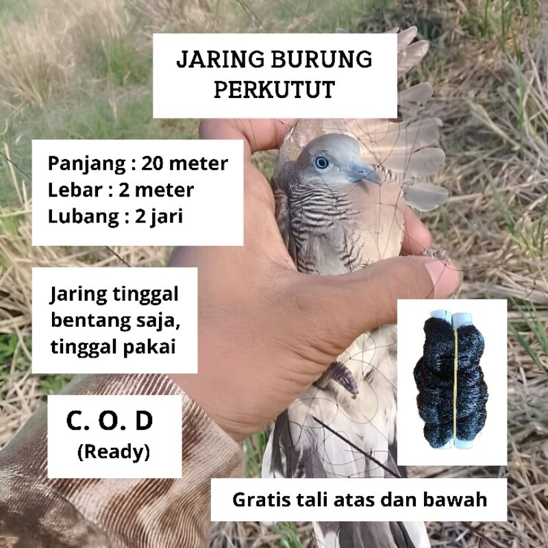 JARING BURUNG PERKUTUT TEKUKUR JARING BURUNG SIAP PAKAI JARING MONTANA