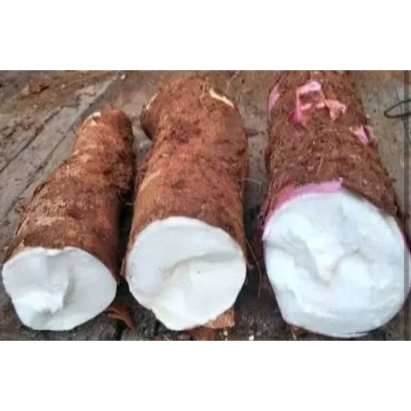 

Singkong pulen ketan 1 kg