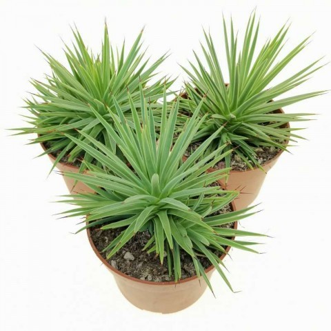 Agave Striata Tanaman Hias