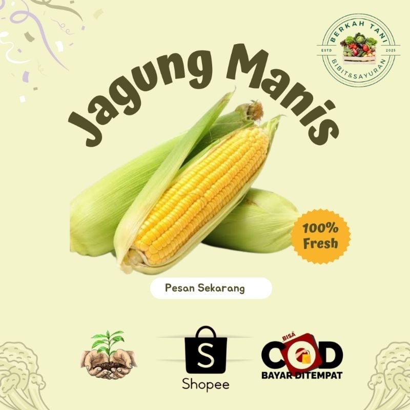 

BERKAH_TANI Jagung Manis Fresh 1kg